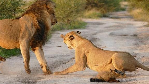 La sorprendente reacción de una leona ante un zorro herido