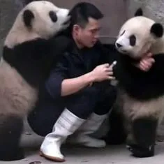 Abrazar osos panda y vivir de ello: ¿El mejor trabajo del mundo?