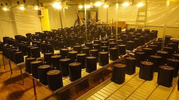 La Policía autonómica desmantela una plantación de marihuana en una nave industrial