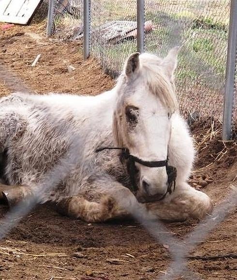 Investigan a una persona por el maltrato y la muerte de un caballo