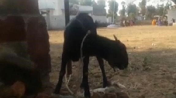 Un juez ordena el arresto de una cabra