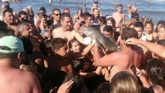 Un grupo de turistas mata a un bebé delfín haciéndose selfies con él