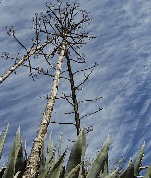 Ejemplar de Agave americana, las populares pitas, una especie invasora presente en Almería desde hace décadas 