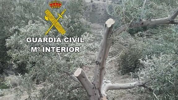 Detenidos cuatro menores por robar motosierras y talar olivos en varias fincas