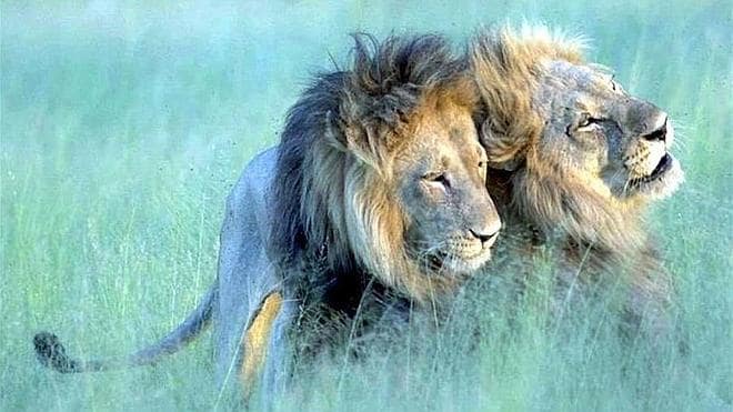 La historia de amor entre dos leones homosexuales que triunfa en la red |  Ideal