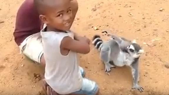 El lémur que pide que le rasquen la espalda cautiva a las redes