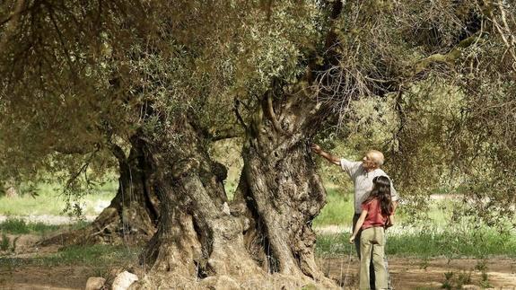 Manuel Cucala le muestra a Inés Ruiz el árbol de la película ‘El olivo’, que está en el municipio de Canet lo Roig. A la izquierda, un fotograma de la cinta.