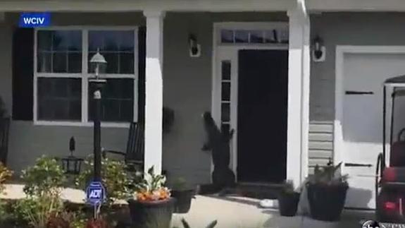 El cocodrilo que fue pillado llamando al timbre de la casa