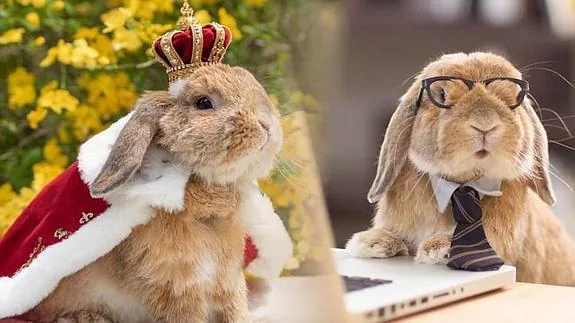 Puipui, el conejo modelo que triunfa en Instagram
