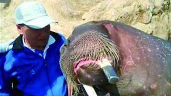 Una morsa ahoga a un hombre que se hizo selfies con ella y al cuidador del zoo