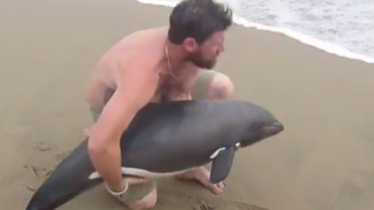 El salvador de un bebé delfín se convierte en héroe en Internet