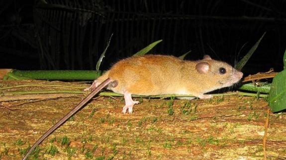 El roedor extinguido 'Melomys rubicola' .