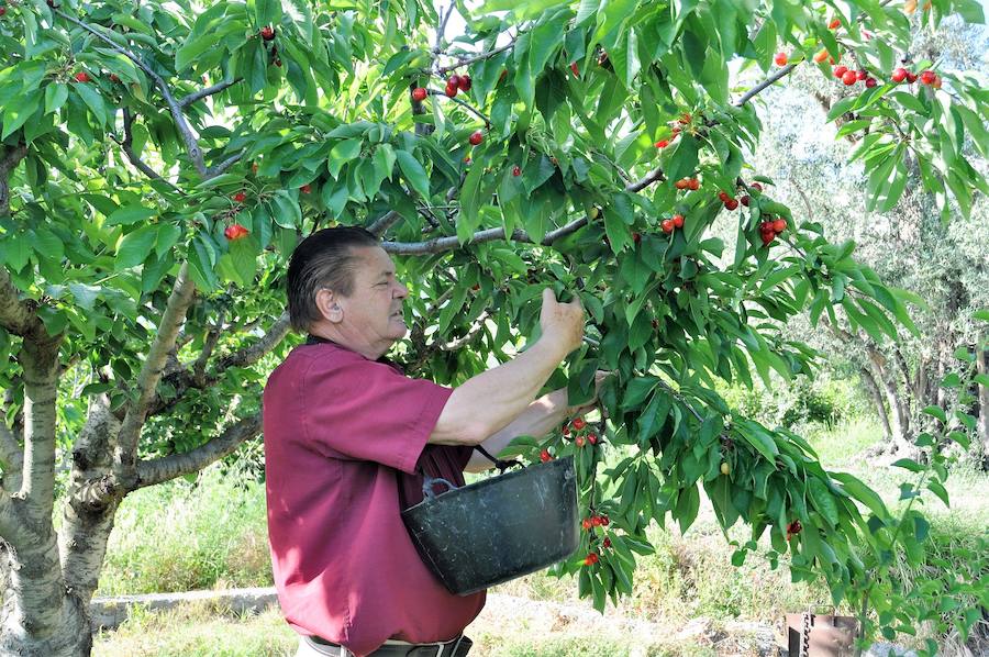 Juan Antonio Valdés, vecino de Dúrcal, recogiendo cerezas en su finca hace varios días. 