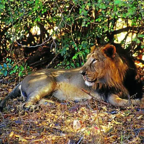 El peligroso aumento de los leones asiáticos: cinco víctimas humanas en  cinco meses | Ideal