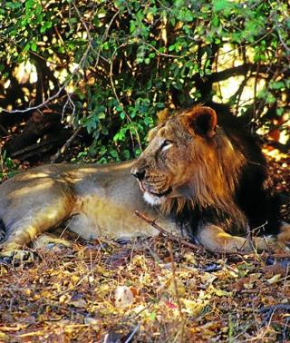 El peligroso aumento de los leones asiáticos: cinco víctimas humanas en  cinco meses | Ideal