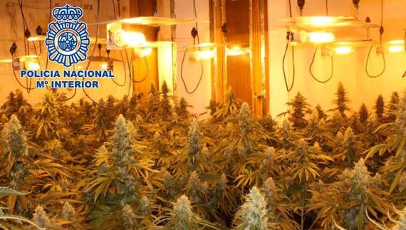 Un detenido por cultivar dos plantaciones 'indoor' de cannabis sativa