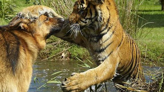 La increíble amistad entre un tigre de Sumatra y un pastor alemán que asombra a todos