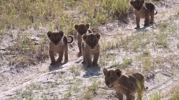 Graban a los adorables nietos del león Cecil, un año después de su muerte
