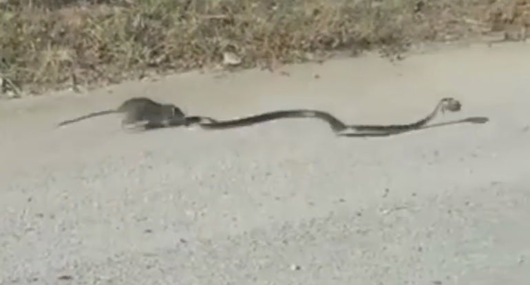 Una mamá rata lucha contra una serpiente para salvar a su cría