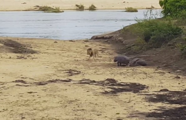 Una cría de hipopótamo defiende a su madre de un león