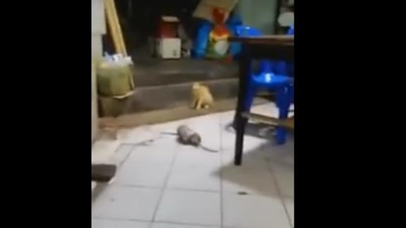 Un gato observa plácidamente una pelea 'a muerte' entre dos ratas