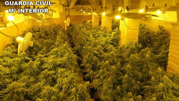 Intervenidas 1.135 plantas de cannabis en los bajos de un lujoso chalet