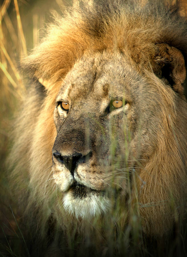 Una de las fotografías de ‘Cecil’ tomadas por Brent Stapelkamp, que lo siguió y estudió sus costumbres durante años.