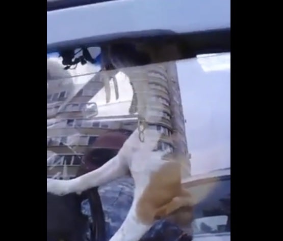 Un perro encerrado en el coche suplica así que vuelva su amo