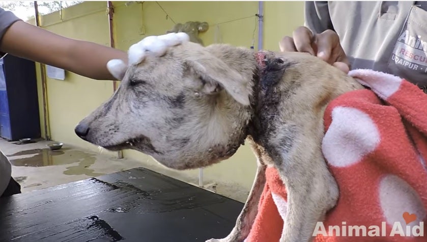 Nancy estuvo al borde de la muerte por los cortes que le causaba un 'collar' de plástico