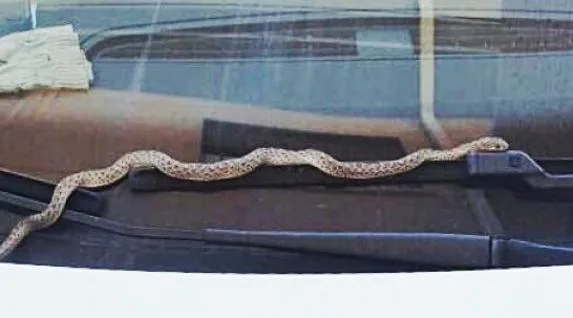 Una conductora encuentra una serpiente en su coche