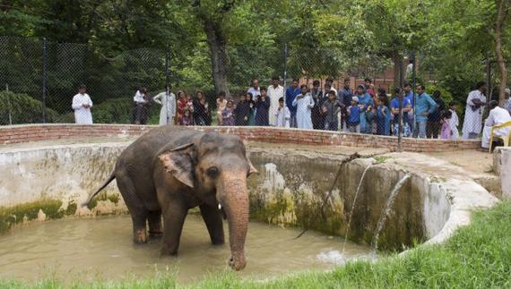 Un grupo de visitantes observa al elefante Kaavan durante la hora de su baño en el zoo de Islamabad. 