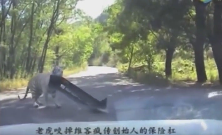 Un tigre les arranca el paracoches en una reserva de vida salvaje