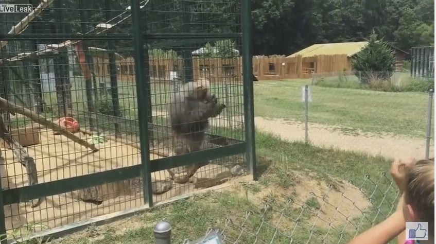 Esto es lo que pasa si cabreas a un babuino