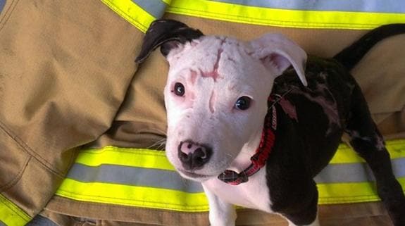 El perro que casi muere quemado se hace 'bombero'