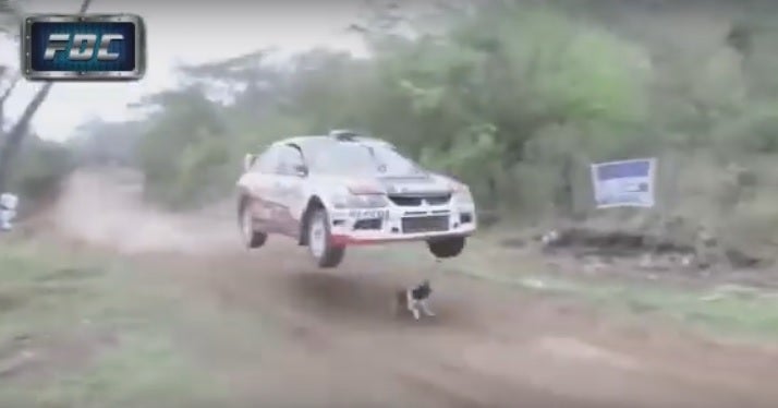 El perro "con más suerte del mundo"