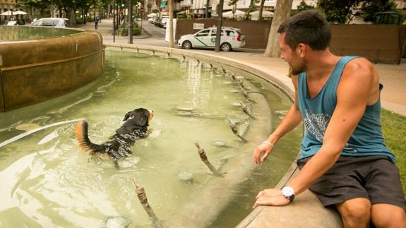 Un perro se baña en la Fuente de las Batallas 