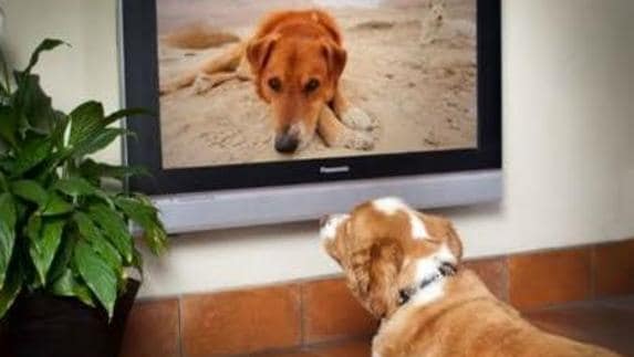 A los perros les gusta ver la tele y también tienen sus programas preferidos