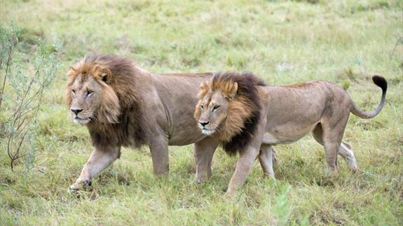 La leona con melena (izq.) junto a un macho. 