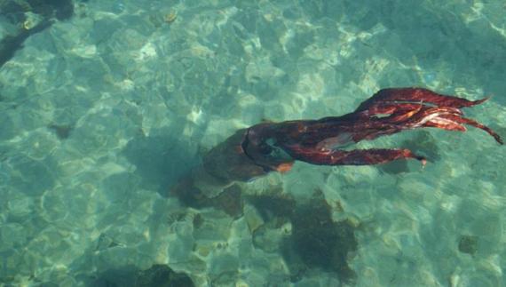Fotografían un ejemplar vivo de calamar gigante en la costa de Galicia