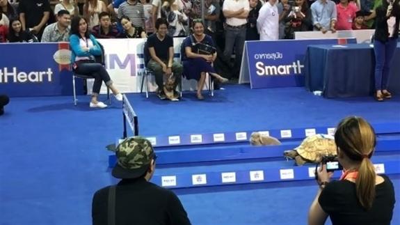 La tortuga que le ganó una carrera a la liebre