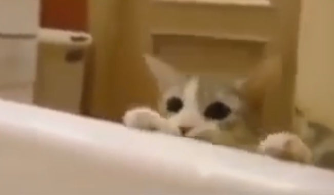 ¿Por qué se ha hecho viral este vídeo de un gatito asustado?