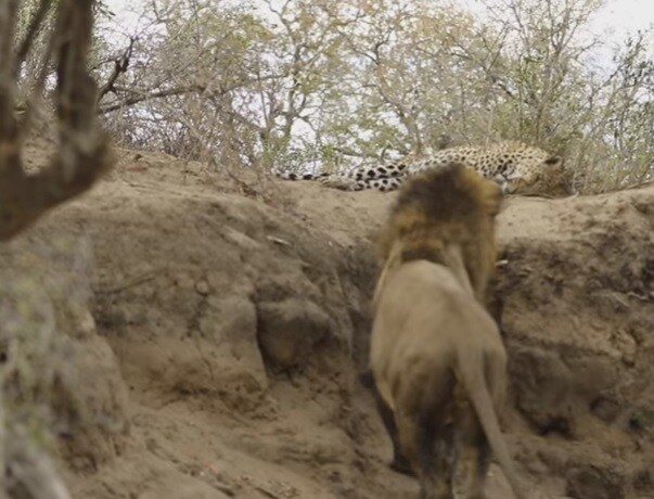 Un león ataca por sorpresa a un leopardo