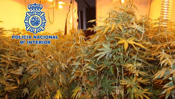 Desmantelan una plantación de cannabis en el interior de una vivienda