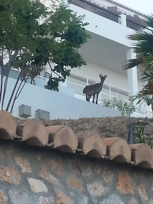 Una cabra en el balcón de una vivienda de La Herradura.