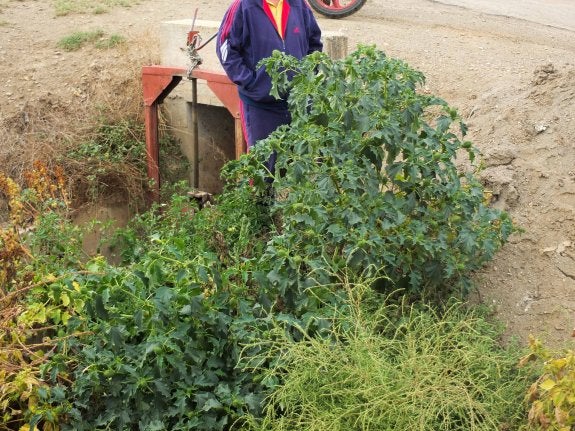 Planta de datura de grandes dimensiones junto a una acequia en las cercanías de Guadix.