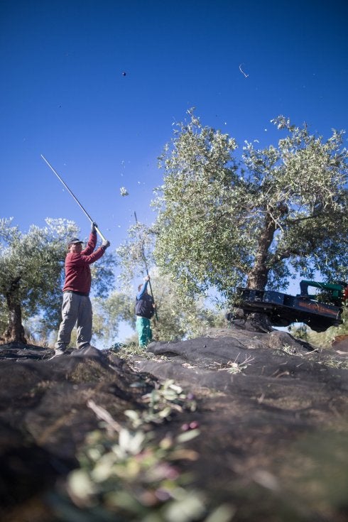 Recogiendo aceituna en una explotación de Deifontes.