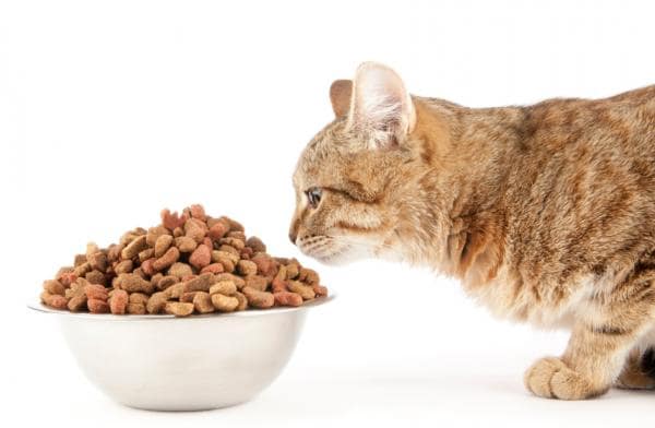 ¿Por qué muchos gatos sólo comen el centro de su plato?