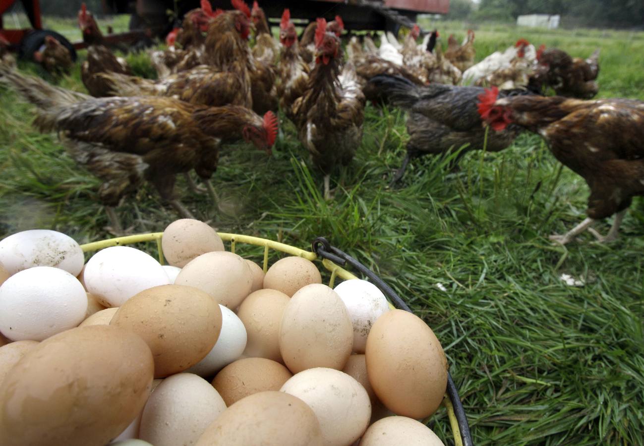 ¿Son más saludables los alimentos ecológicos?
