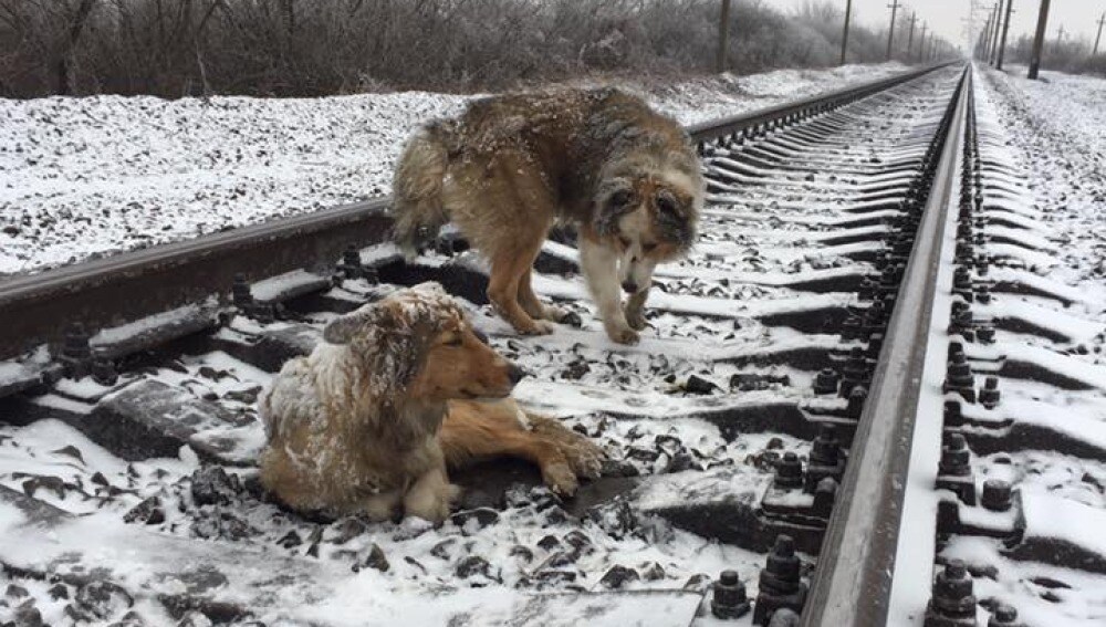 La conmovedora historia del perro que protegió a su amiga del paso del tren