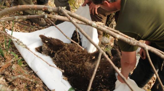 Hallan el cadáver de un oso pardo en Asturias